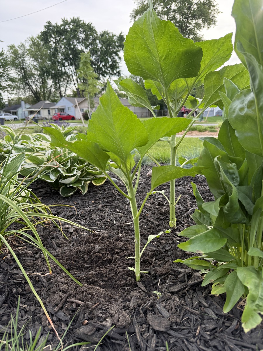 Sunflower photo from 2025-06-16