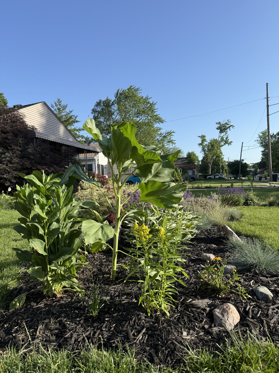 Sunflower photo from 2025-06-23