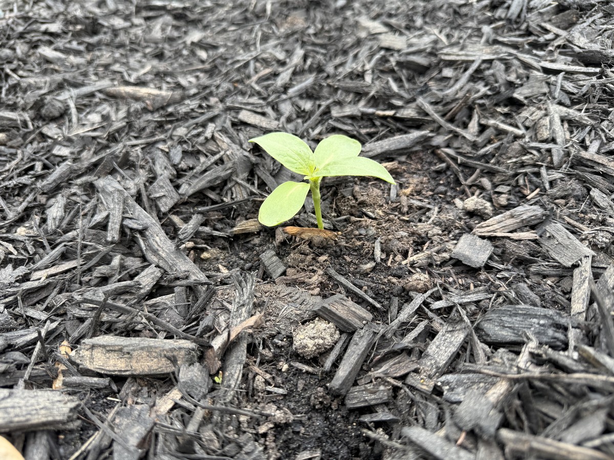 Sunflower photo from 2025-05-23