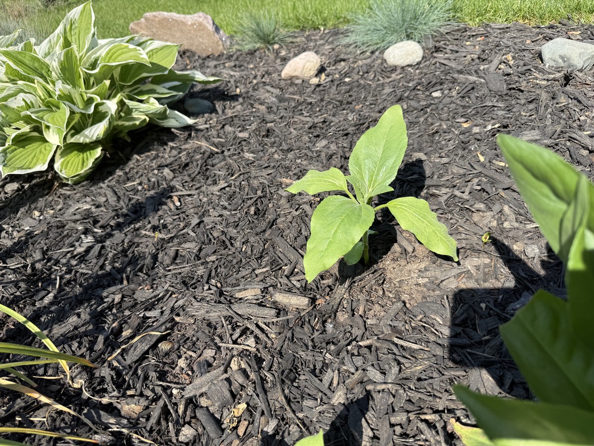 Sunflower photo from 2025-06-02
