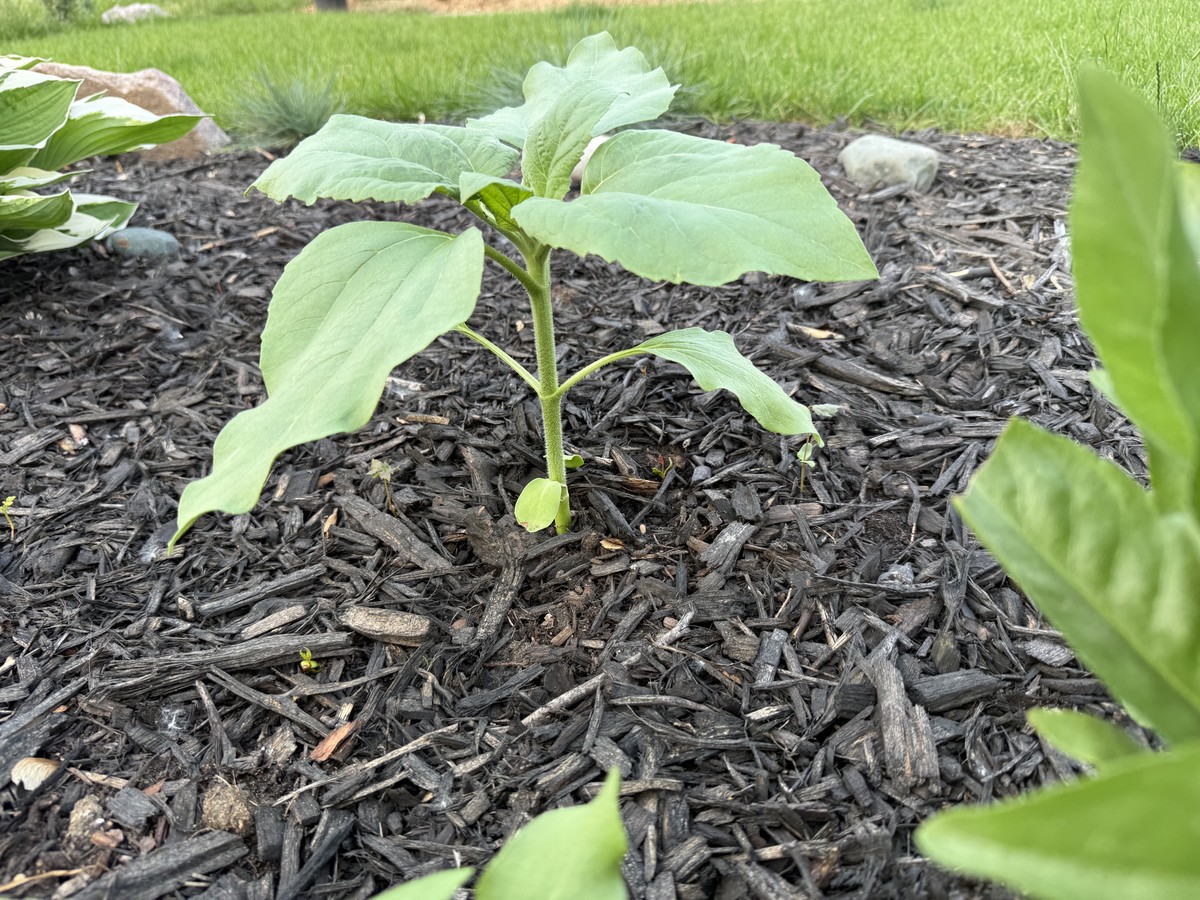 Sunflower photo from 2025-06-06