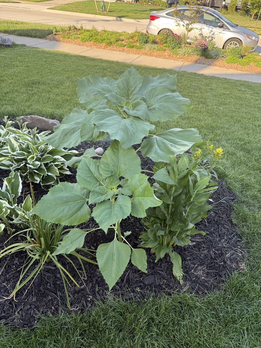 Sunflower photo from 2025-06-22