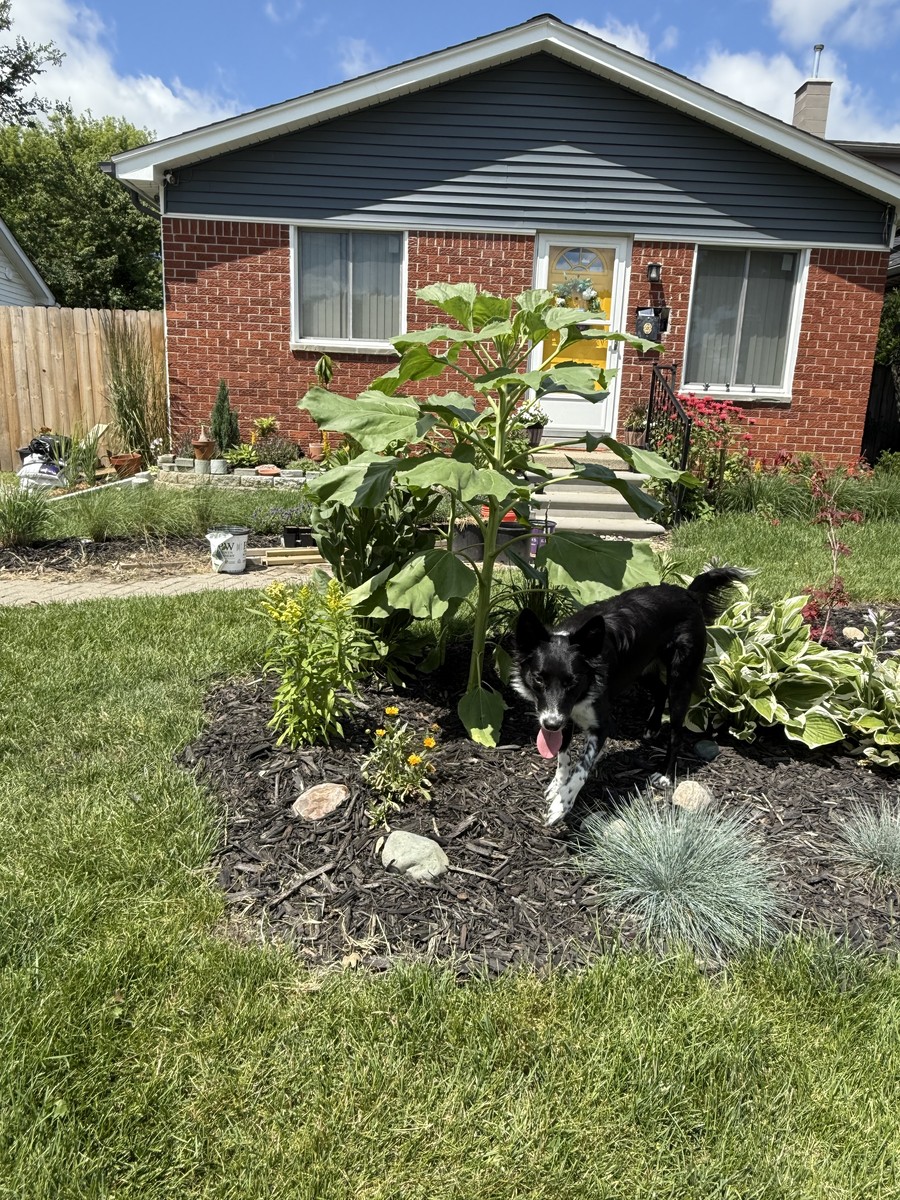 Sunflower photo from 2025-06-28