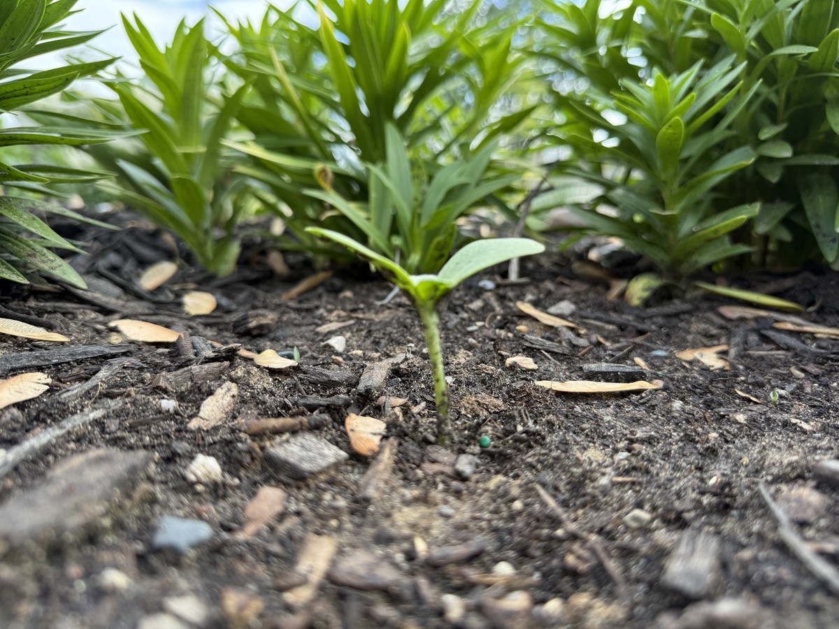 Sunflower photo from 2025-05-17