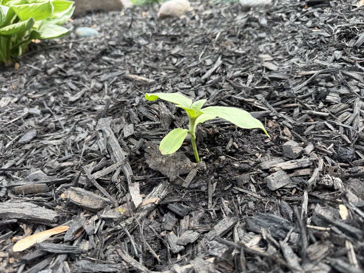 Sunflower photo from 2025-05-27