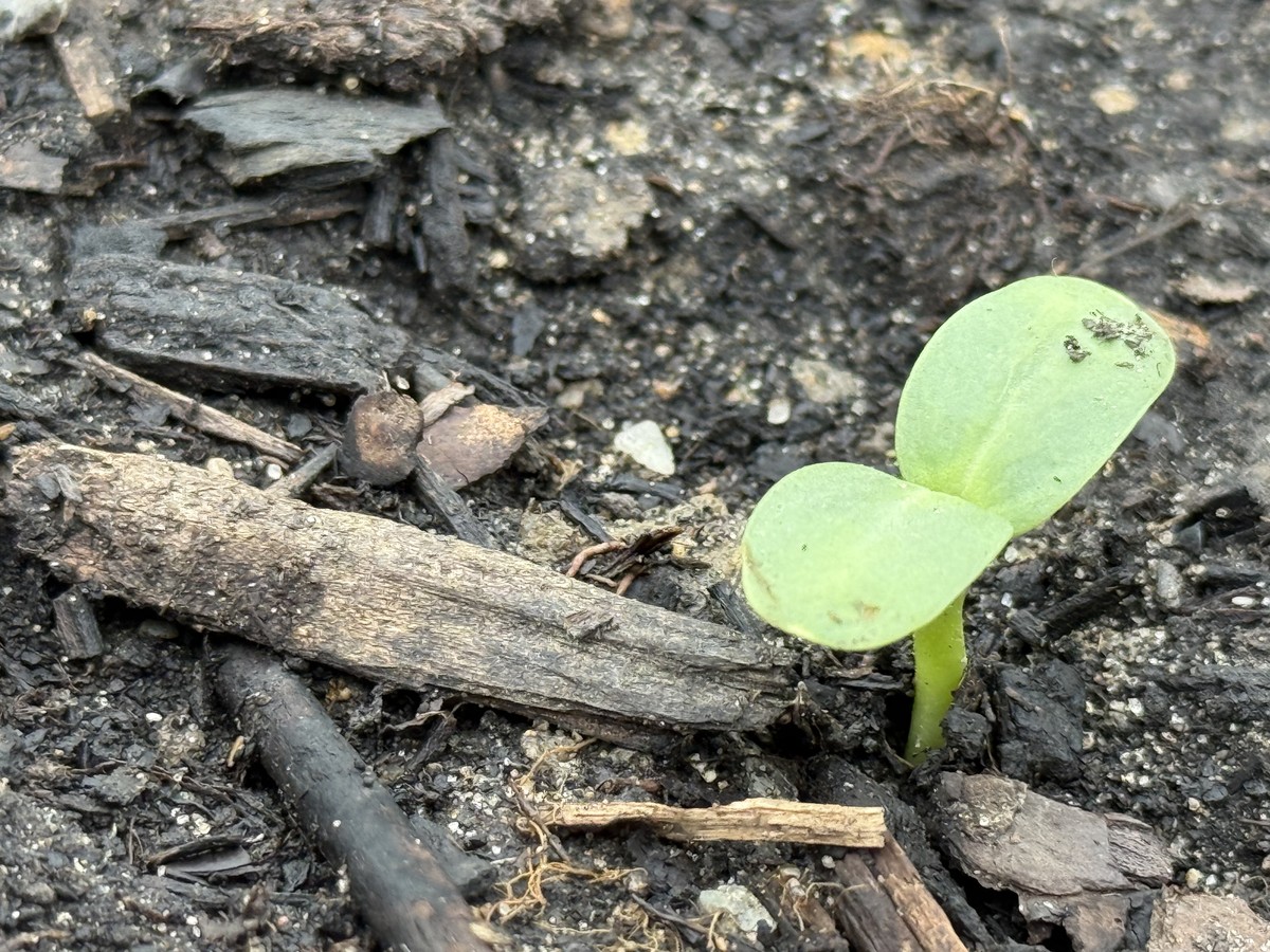 Sunflower photo from 2025-05-13