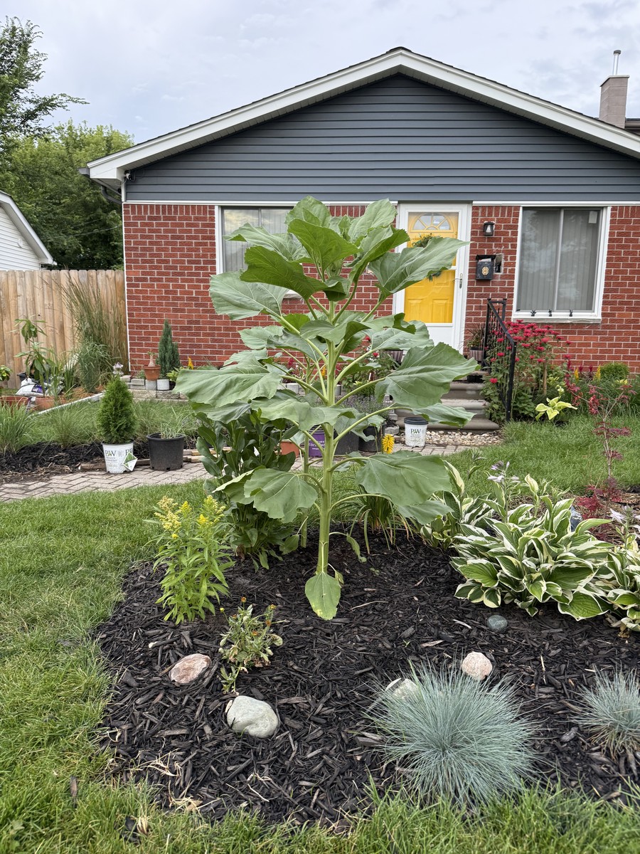 Sunflower photo from 2025-07-01