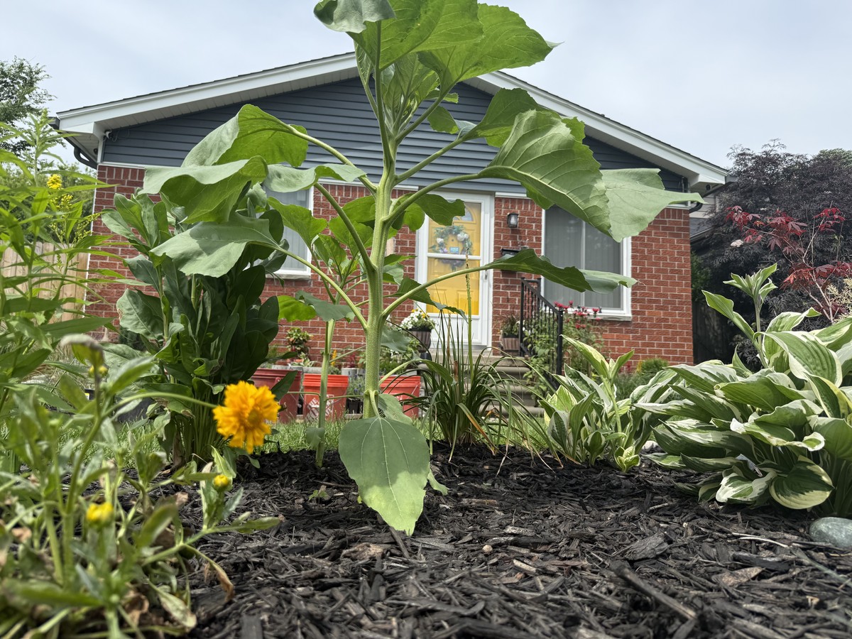 Sunflower photo from 2025-06-21