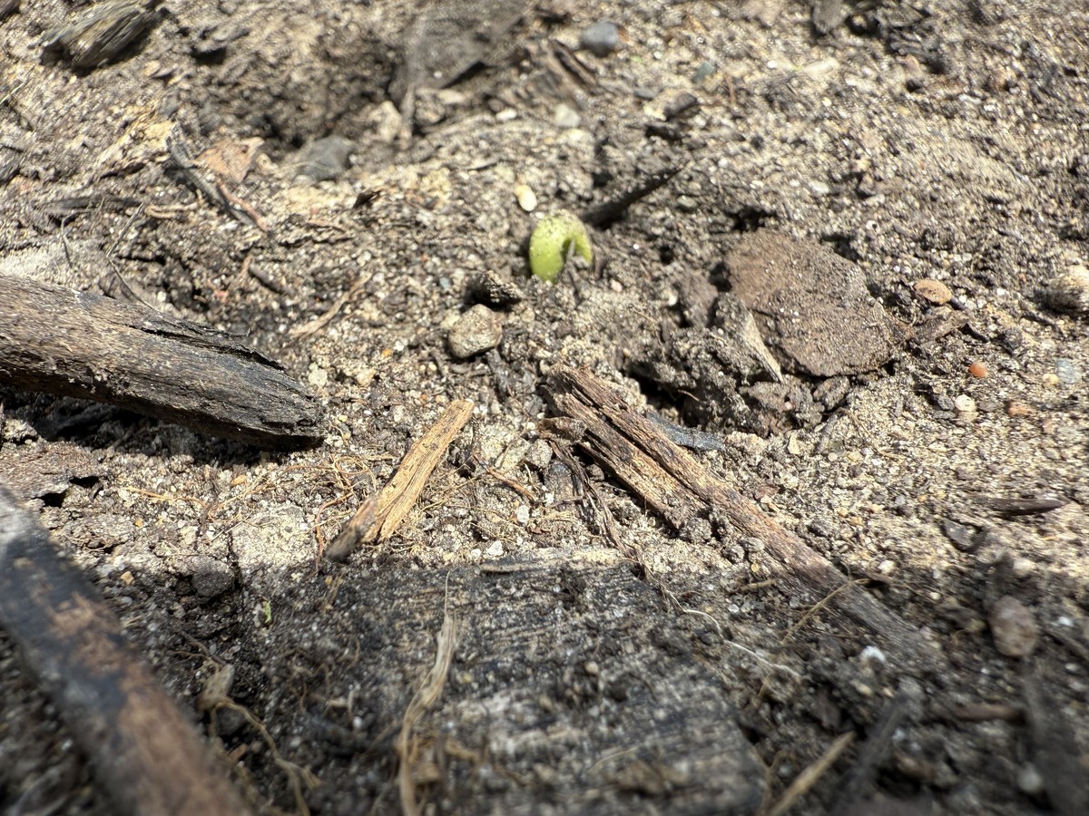 Sunflower photo from 2025-05-12