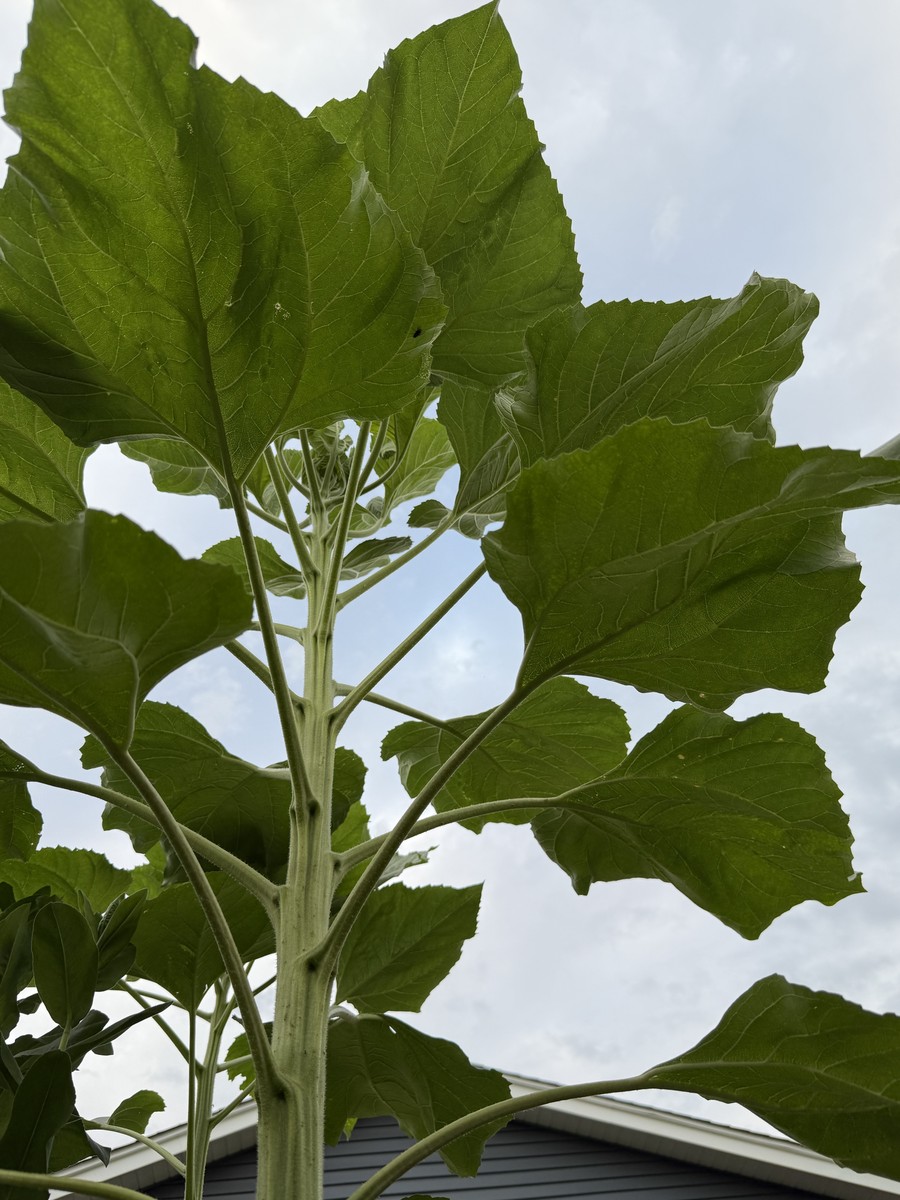 Sunflower photo from 2025-07-01