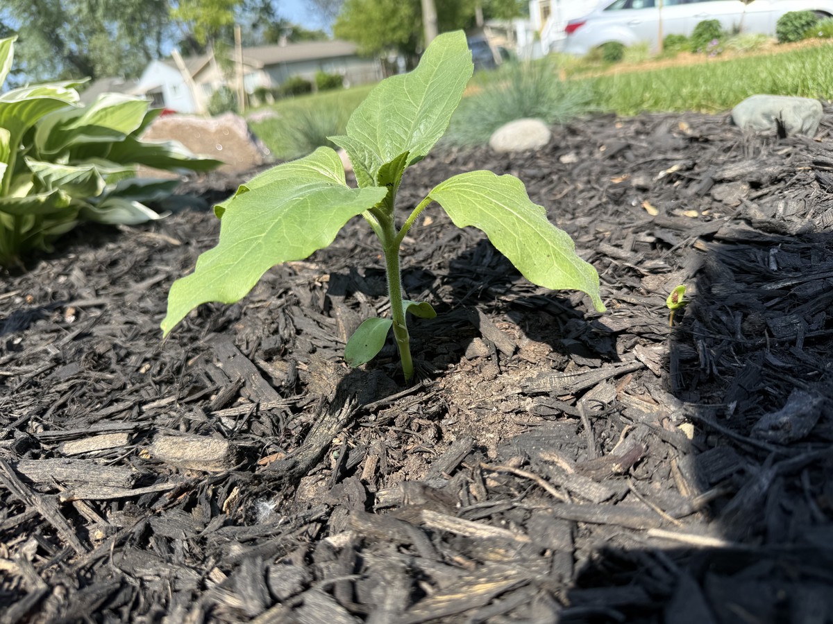 Sunflower photo from 2025-06-02
