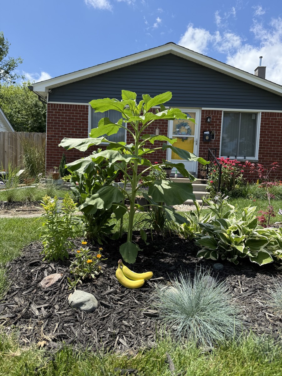 Sunflower photo from 2025-06-28