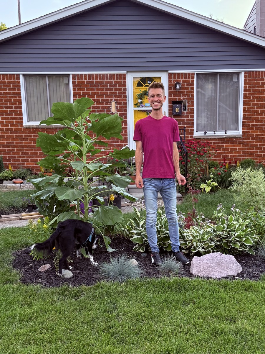 Sunflower photo from 2025-07-04