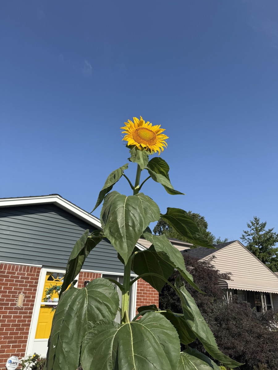 Sunflower photo from 2025-08-10