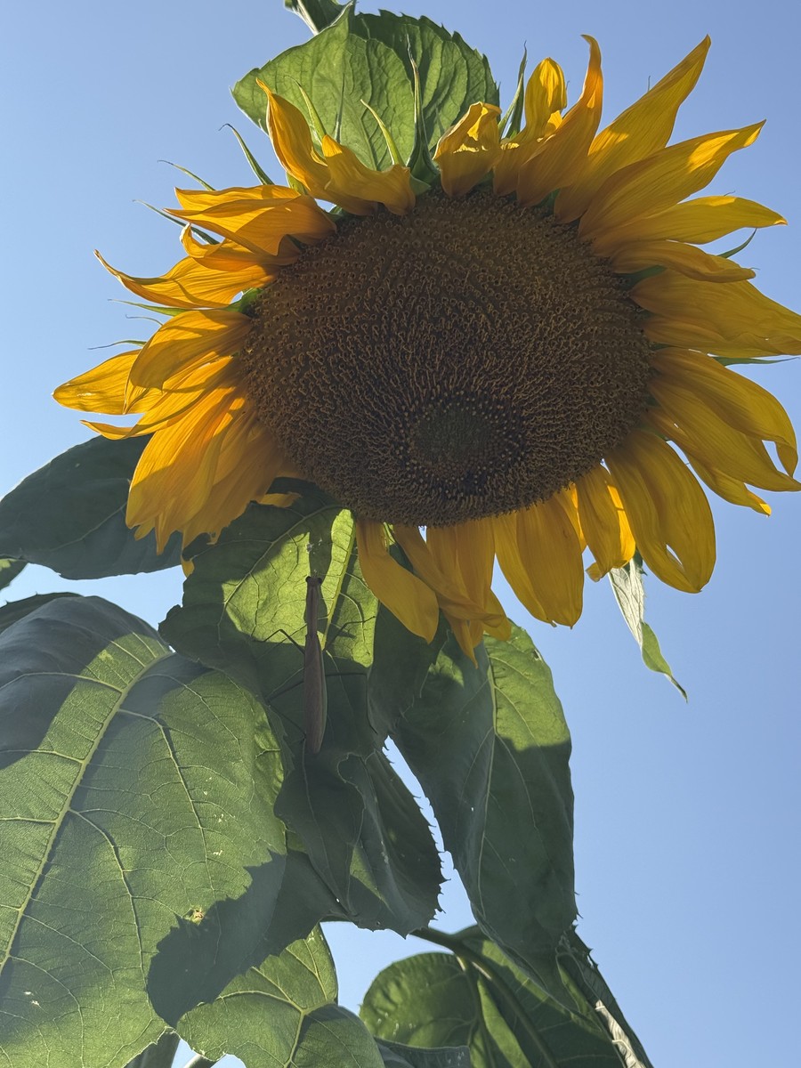 Sunflower photo from 2025-08-13
