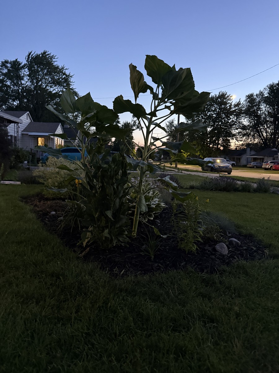 Sunflower photo from 2025-07-03