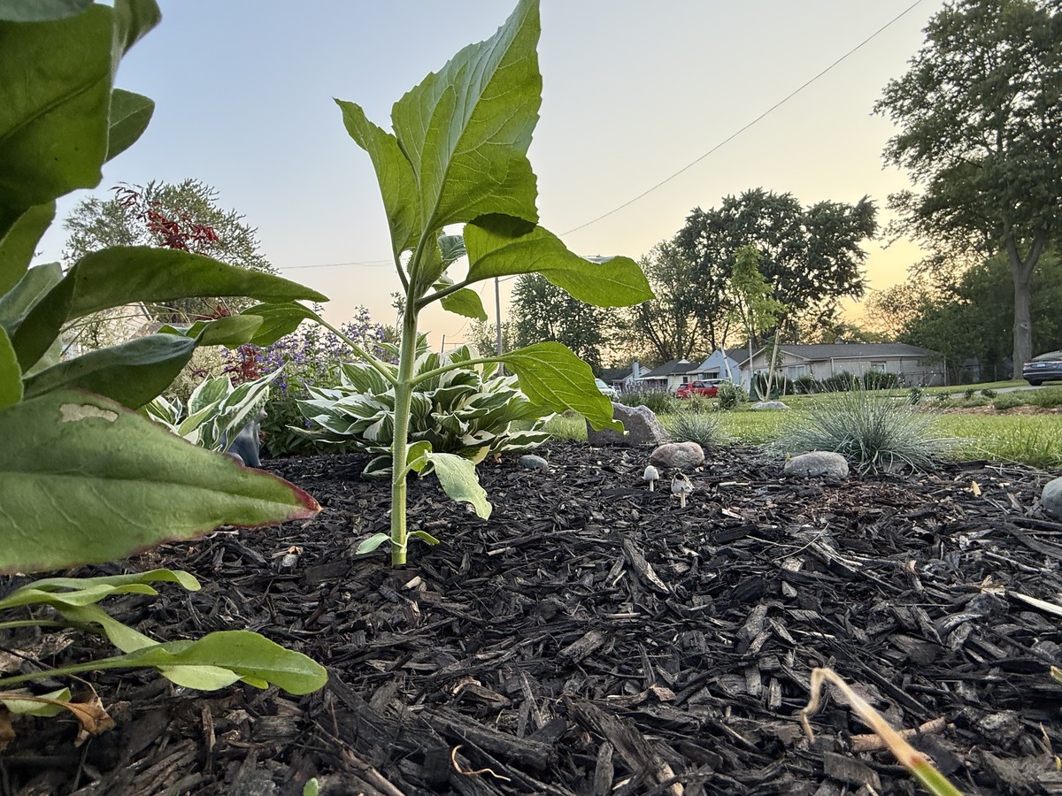 Sunflower photo from 2025-06-11