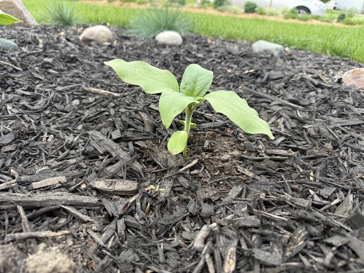Sunflower photo from 2025-05-30