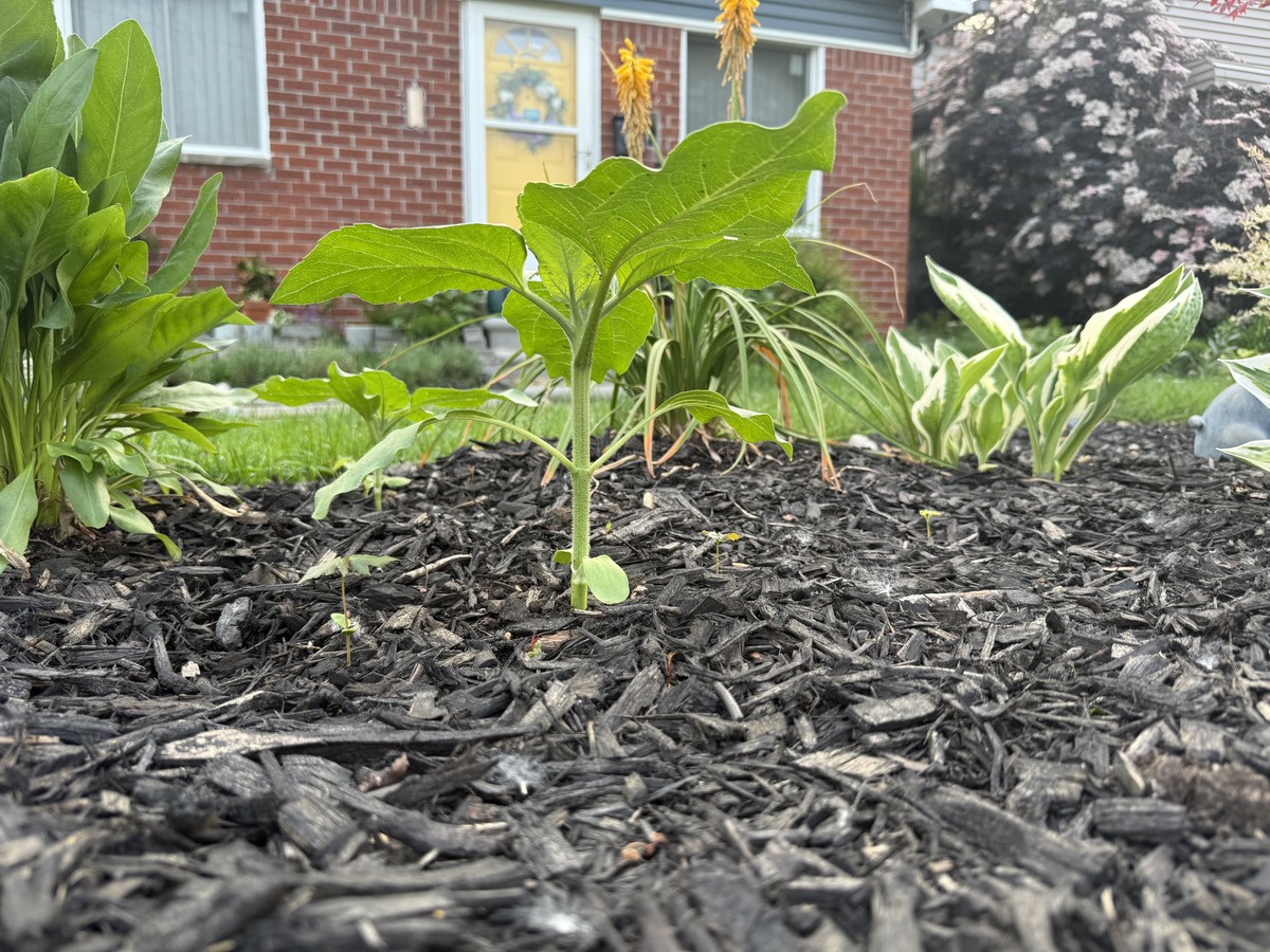 Sunflower photo from 2025-06-06