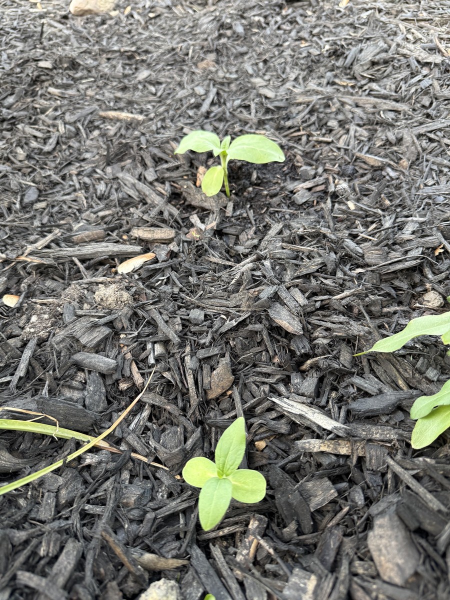 Sunflower photo from 2025-05-26