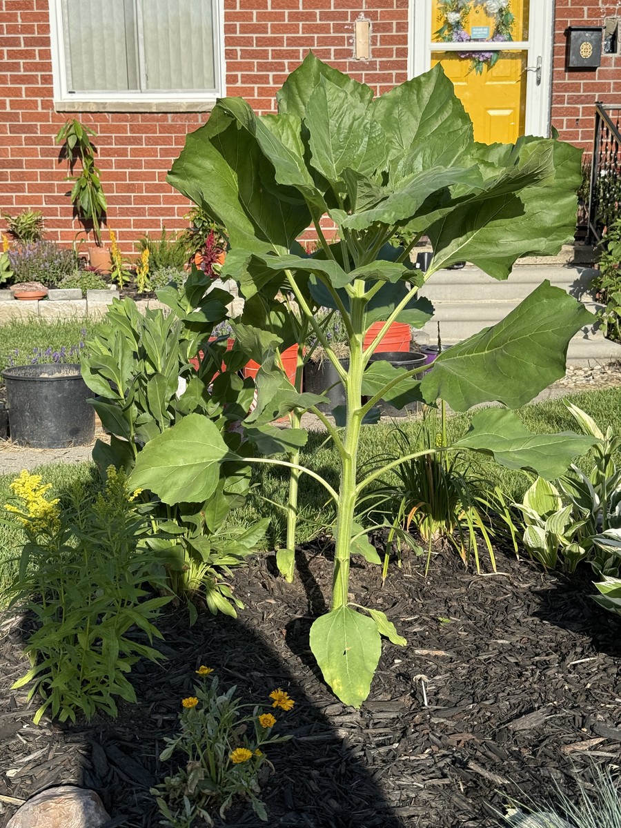 Sunflower photo from 2025-06-24