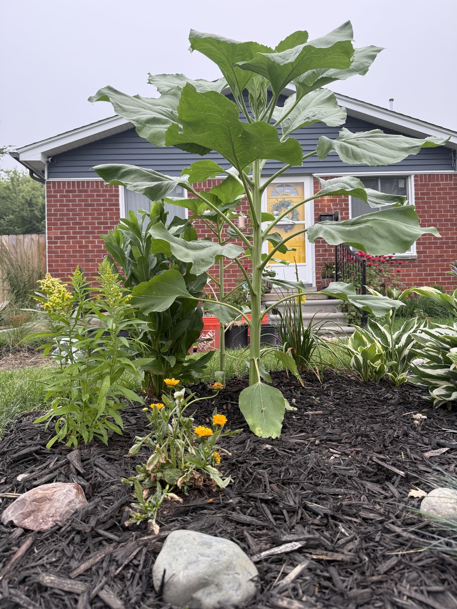 Sunflower photo from 2025-06-27