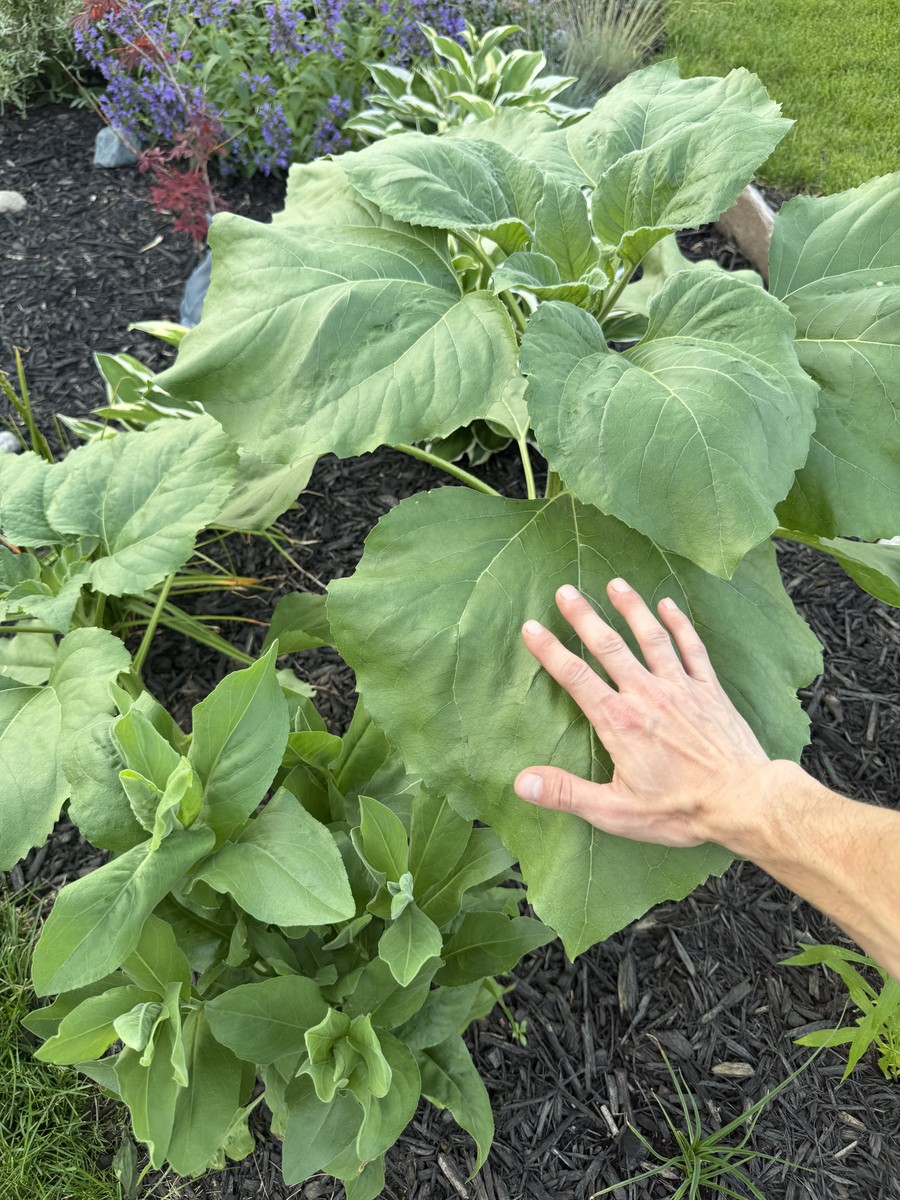 Sunflower photo from 2025-06-21