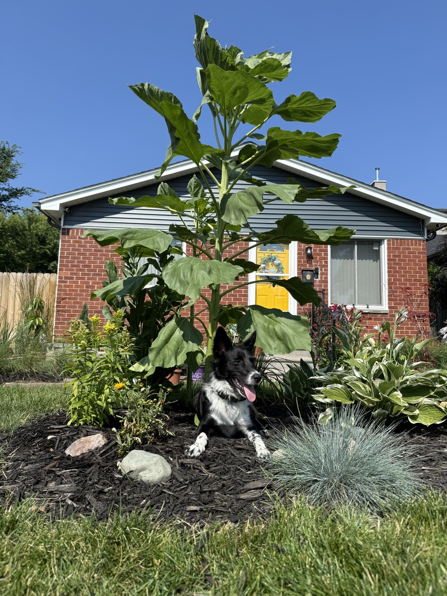 Sunflower photo from 2025-07-06